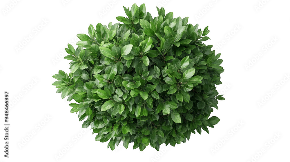 Wall mural a vibrant green shrub with lush foliage, perfect for adding natural beauty to any landscape or garde