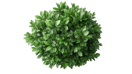 Obraz premium A vibrant green shrub with lush foliage, perfect for adding natural beauty to any landscape or garden setting.