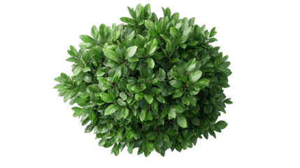 A vibrant green shrub with lush foliage, perfect for adding natural beauty to any landscape or garden setting.