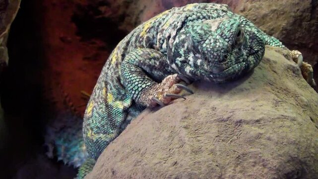 Egyptian spiny-tailed lizard (Uromastyx aegyptia) warming up on a desert rock