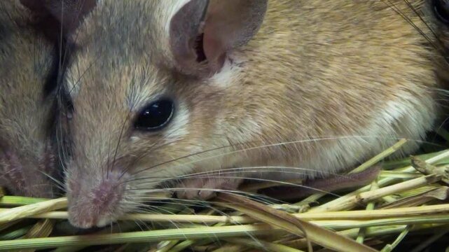 Cairo spiny mouse (Acomys cahirinus), close-up
