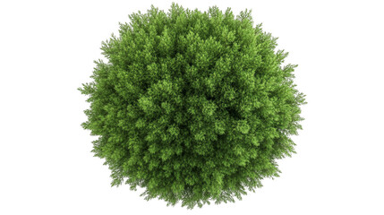 Fototapeta premium A lush, spherical green bush showcasing vibrant foliage, perfect for nature-themed projects or landscaping designs.