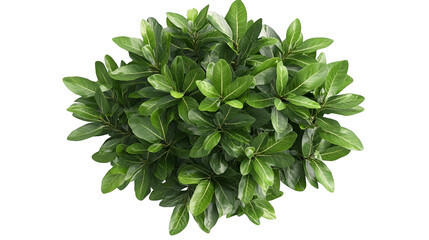 Obraz premium A lush green plant with vibrant leaves, perfect for enhancing indoor or outdoor spaces with natural beauty.