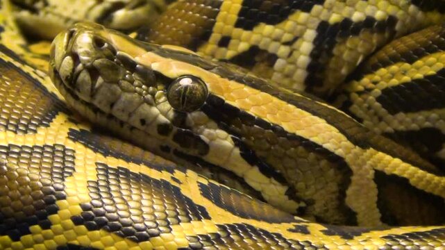Young ball python (Python regius) curled up, head close-up