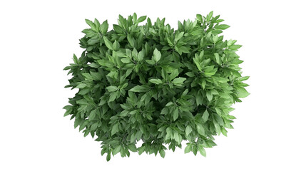 Obraz premium Lush green foliage featuring vibrant leaves, ideal for nature-themed projects and designs. Perfect for backgrounds and landscaping.