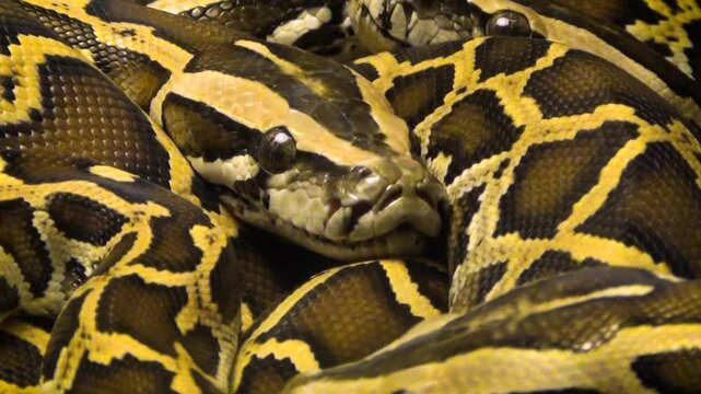 Young ball pythons (Python regius) curled up together, close-up