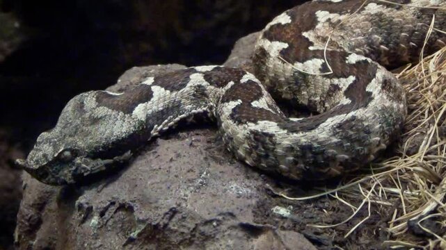 Horned viper (Vipera ammodytes) on a rock