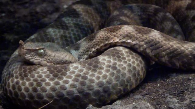 Horned viper (Vipera ammodytes) in the shade