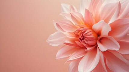An organza flower dahlia set against a soft powdery pink background, providing ample copy space,