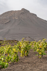 Wine plants in Lava field at the Crater from Pico do Fogo in Cha das Caldeiras town, Cape Verde