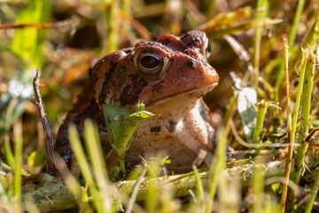 toad in the grass