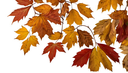 Autumn leaves seamless pattern isolated on Transparent background