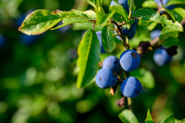 Reife Schlehen an einem Baum