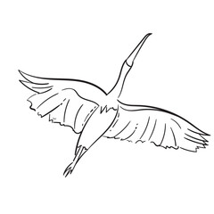 Obraz premium Stork Poses