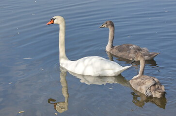 Teenage chicks of a white swan on the lake. 