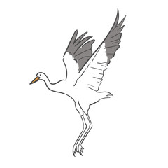 Fototapeta premium White Crane Poses