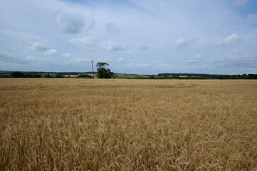 View over a wheat field with single telegraph pole