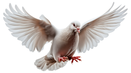 PNG White dove flying with wings spread