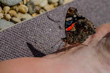 Ein weiblicher Admiral (Schmetterling) sitzt auf einem Fuß