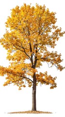 An oak tree full of golden colored leaves isolated on a white background.