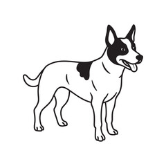 Australian Cattle Dog