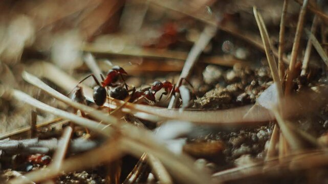 Colony of ants walking on a forest nest made of forest debris and dry pine needles. Macro shot