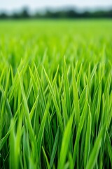 Fototapeta premium Close-up of lush green grass blades in a field.