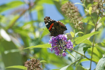 Red admiral butterfly (Vanessa Atalanta) perched on summer lilac in Zurich, Switzerland