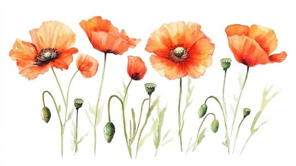 Fototapeta premium Watercolor illustration of poppies on a white background handcrafted decorative element