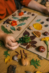 A child makes a herbarium in an album from autumn colorful red, yellow and brown leaves. Happy autumn time