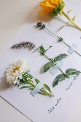 A child makes a herbarium of summer flowers with his own hands, an idea for creativity