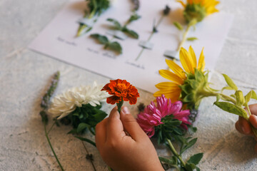 A child makes a herbarium of summer flowers with his own hands, an idea for creativity