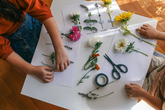 A child makes a herbarium of summer flowers with his own hands, an idea for creativity