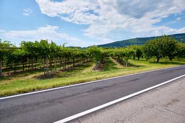 Vineyard rows stretch under a clear sky in mid-summer, San Pietro in Cariano, Verona, Italy