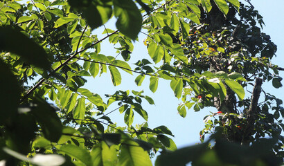 leaves on a tree with sky in background