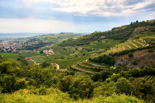 Scenic vineyard landscape with rolling hills, San Giorgio di Valpolicella, Verona, Italy