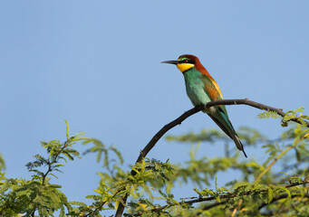European bee-eater perched on acacia tree, Bahrain