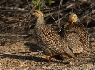 Closeup of a Grey francolins at Hamala, Bahrain
