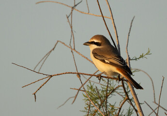 Red-tailed Shrike perched on a branch at Asker marsh, Bahrain