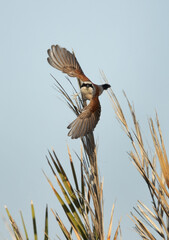 Red-backed shrike takeoff from a palm tree, Bahrain
