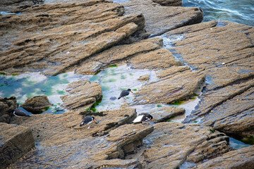 Oystercatchers haematopus ostralegus perched on rocks in the sea	