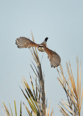 Red-backed shrike takeoff frome a palm tree, Bahrain
