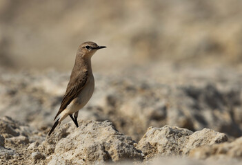 Isabelline Wheatear on limestone at Busaiteen coast of Bahrain