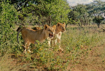 Lion