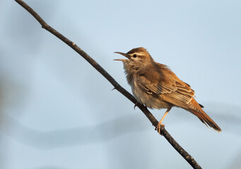 Rufous-tailed Scrub Robin perched on a twig at Hamala, Bahrain