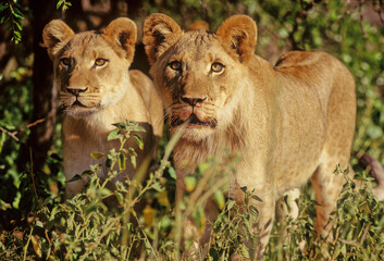 Lion