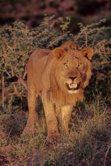 Lion