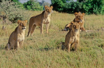 Lion