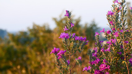 Obraz premium Pink flowers in sunset light close up, summer, cute, plants, purple, france, europe