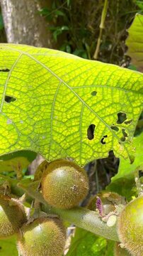 Lulo Plant and Fruit